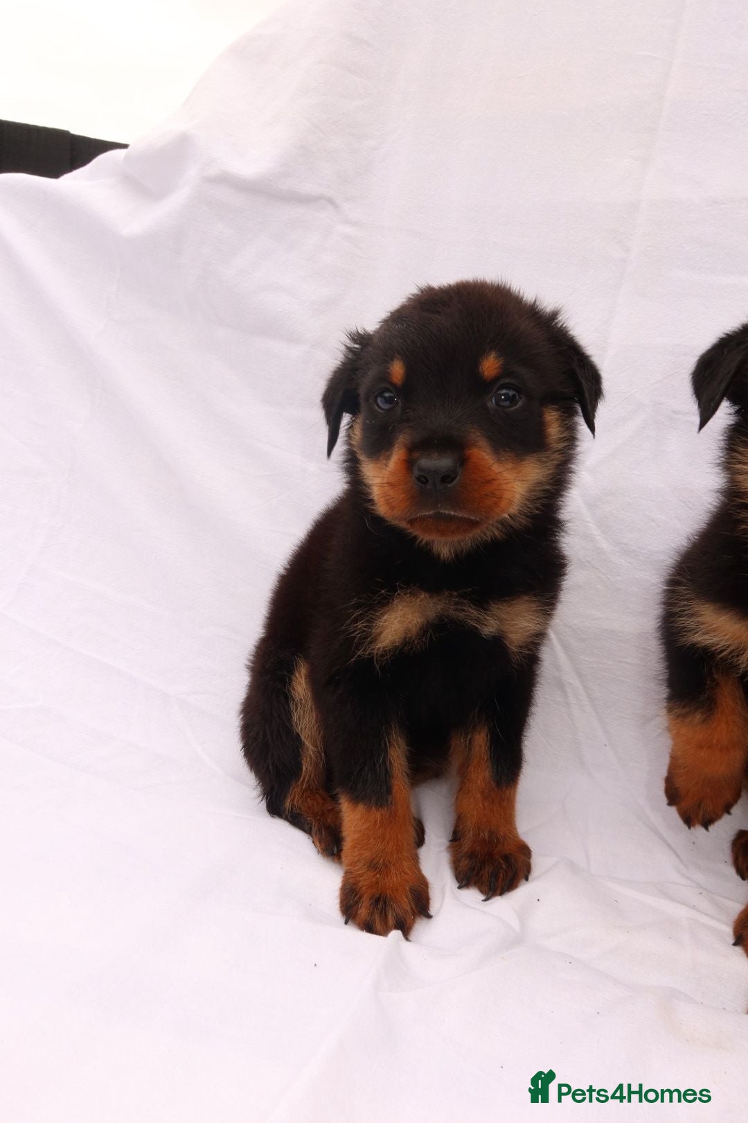 Rottweiler dogs for sale: Rottweiler puppy  - Image 6
