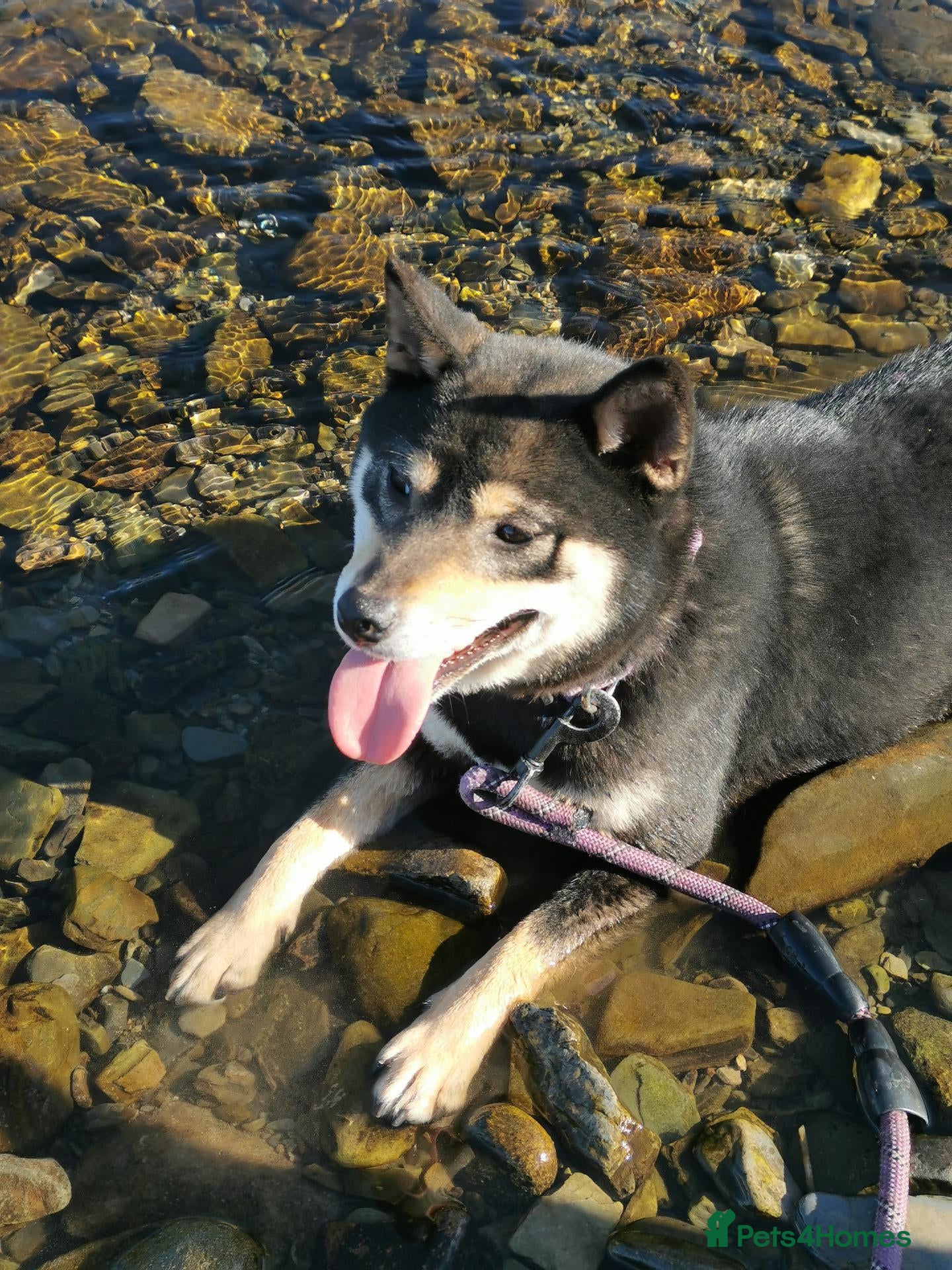 Japanese Shiba Inu dogs Black foxes 🥰  - Advert 3