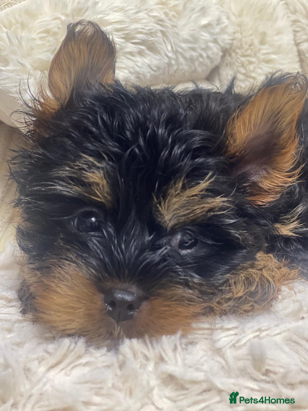 Yorkshire Terrier dogs for sale: FLUFFY BOY🐶READY! in Sheffield - Image 10