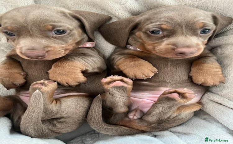 Miniature Dachshund dogs - Advert 1