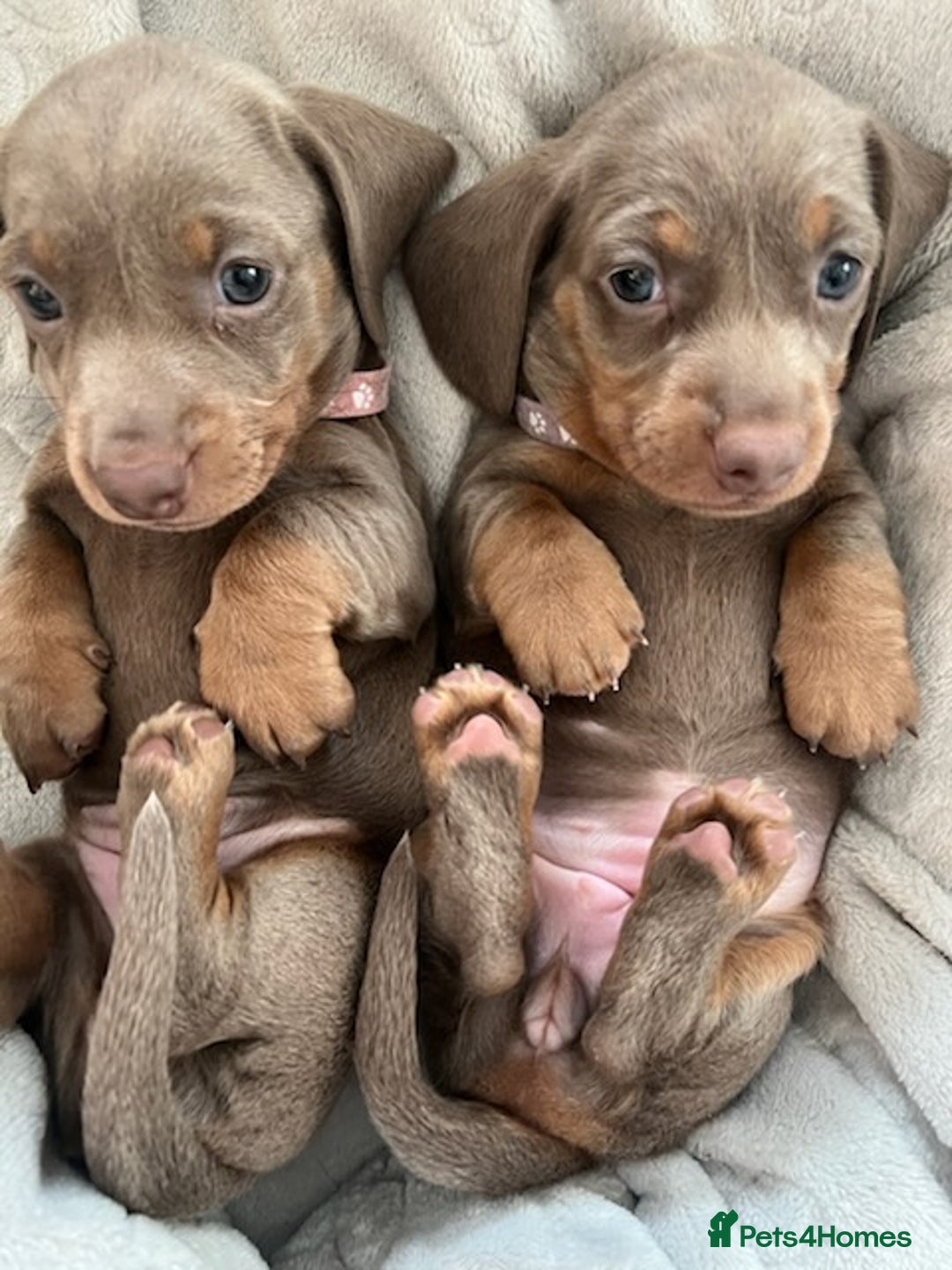 Miniature Dachshund dogs for sale: miniature dachshund issabella/chocolate puppies - Image 1
