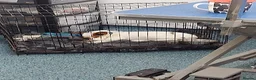 Jack Russell dogs for sale: Milo Jackson Russel  - Advert 13