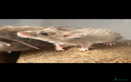 Mouse rodents for sale: Beautiful fancy mice looking for forever homes - Image 7