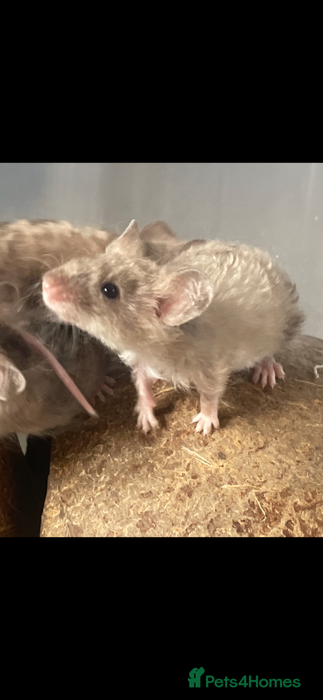 Mouse rodents for sale: Beautiful fancy mice looking for forever homes - Image 7