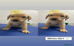 Labrador Retriever dogs for sale: One Beautiful KC Reg Lab Puppy Left- Ready Now - Image 4