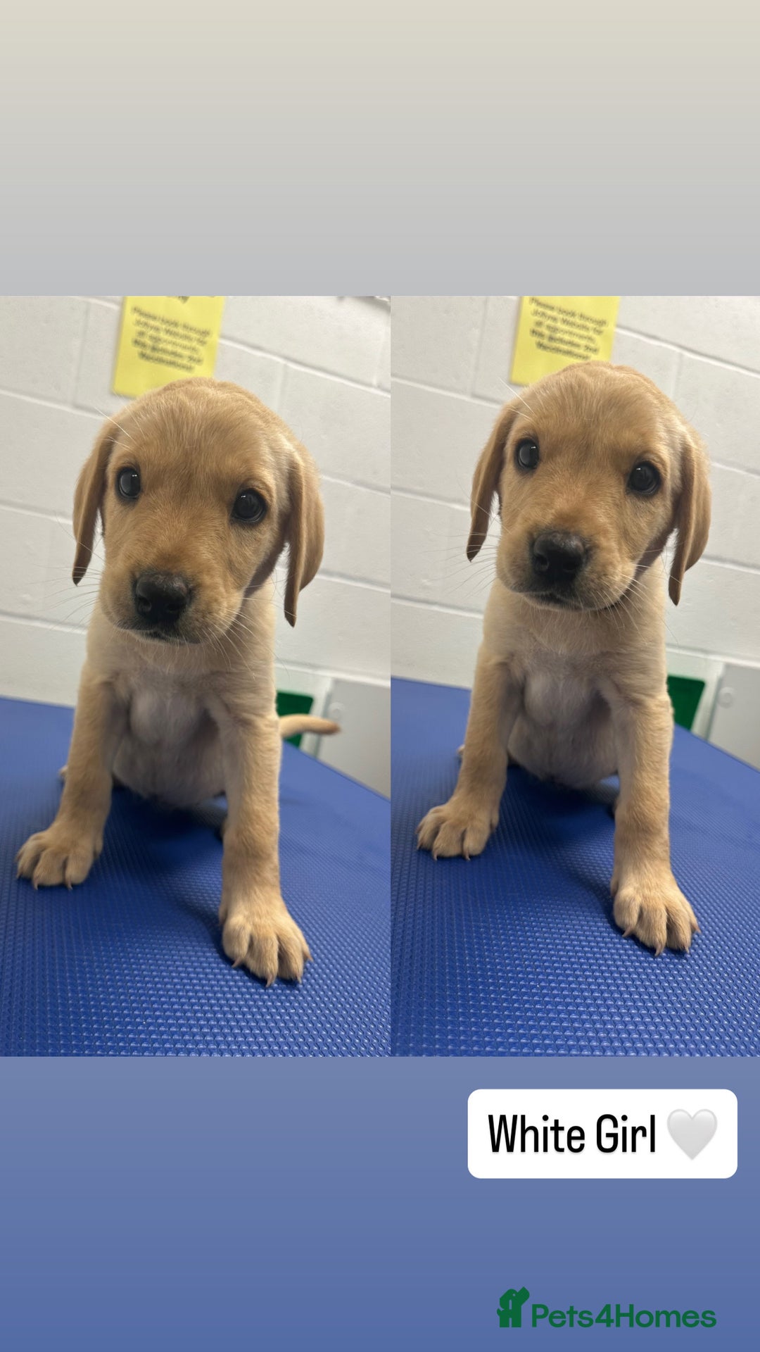 Labrador Retriever dogs for sale: One Beautiful KC Reg Lab Puppy Left- Ready Now - Image 4