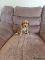 Cocker Spaniel dogs Golden Cocker Spaniel puppy (only girl available) - Advert 6