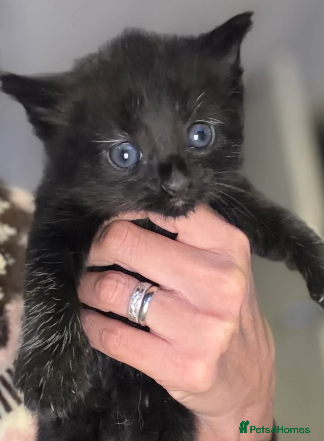 Mixed Breed cats for sale: Beautiful little girl Kitten in Weston-super-Mare - Advert 3