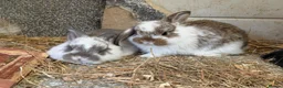 Mixed Breed rabbits for sale: 1 boy and 3 girls bunnys looking for a new home  - Advert 2