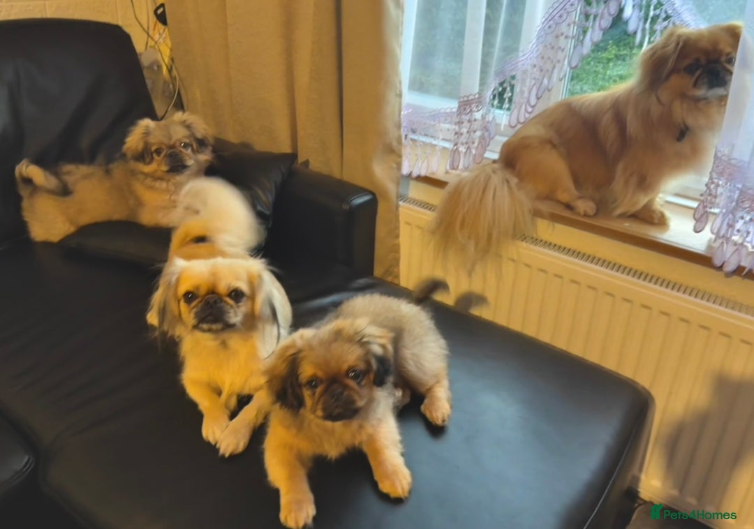 Pekingese dogs for sale: CARMEL - 2 Pekingese puppies BOYS ! Fully vaccinated! - Image 22