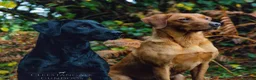 Labrador Retriever dogs for sale: KC Reg, Health Tested Girls - Advert 6