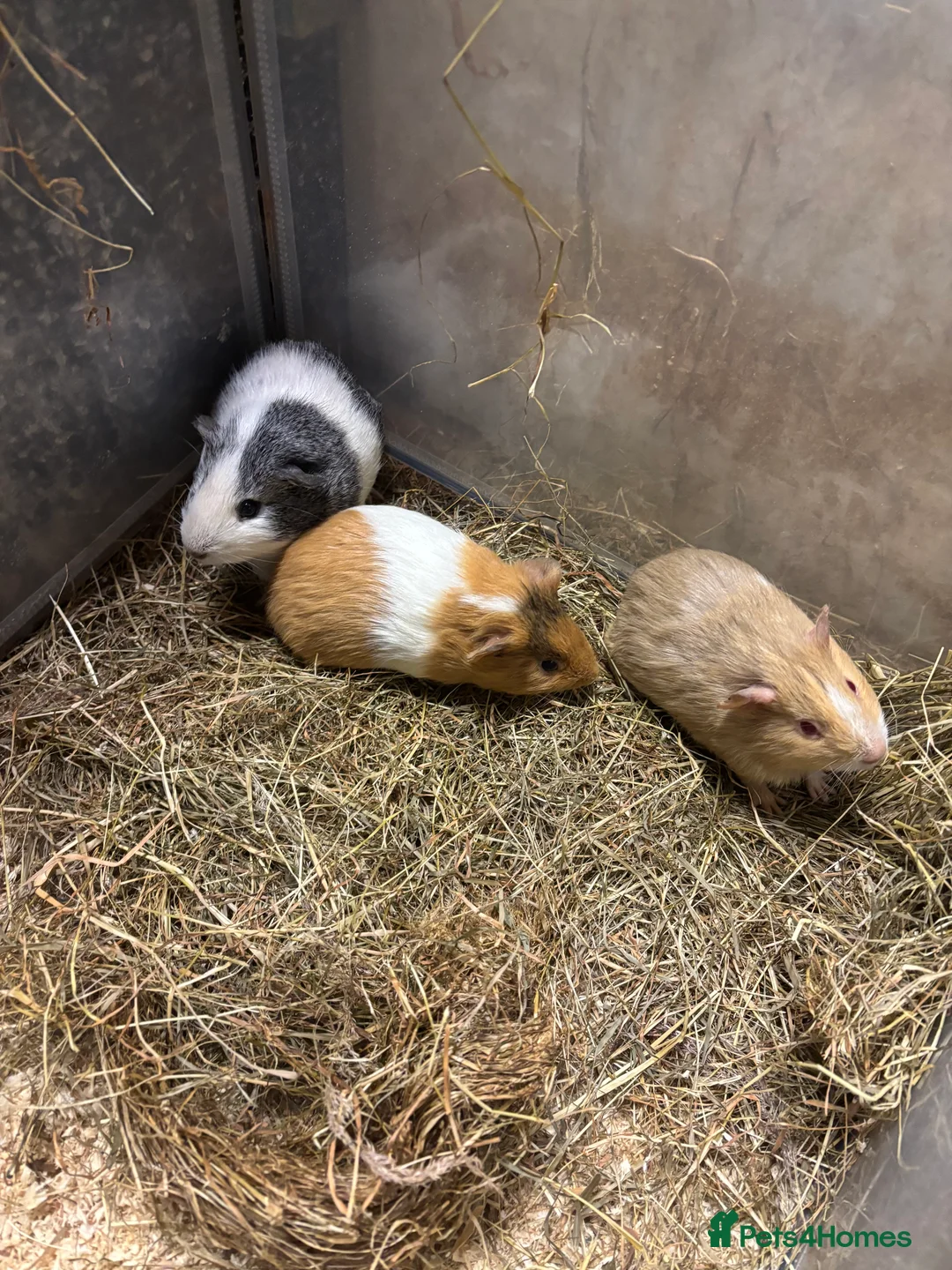 Guinea Pig rodents for sale: Beautiful baby male guinea pigs  - Advert 2