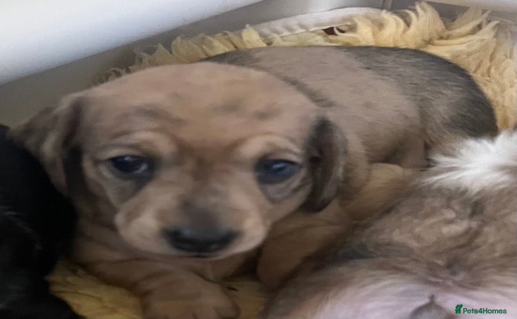 Miniature Dachshund dogs - Advert 3