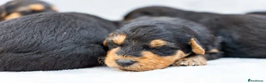 Airedale Terrier 2