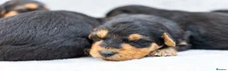 Airedale Terrier dogs for sale: ⭐️QUALITY KC AIREDALE TERRIERS PUPPIES⭐️ - Advert 8