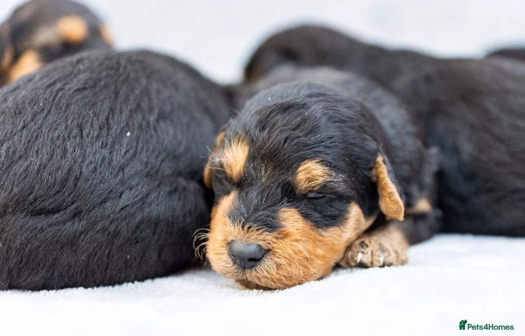 Airedale Terrier dogs for sale: ⭐️QUALITY KC AIREDALE TERRIERS PUPPIES⭐️ - Advert 8