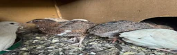 Quail poultry for sale: Starter Flock of Japanese Coturnix Quails - Advert 3