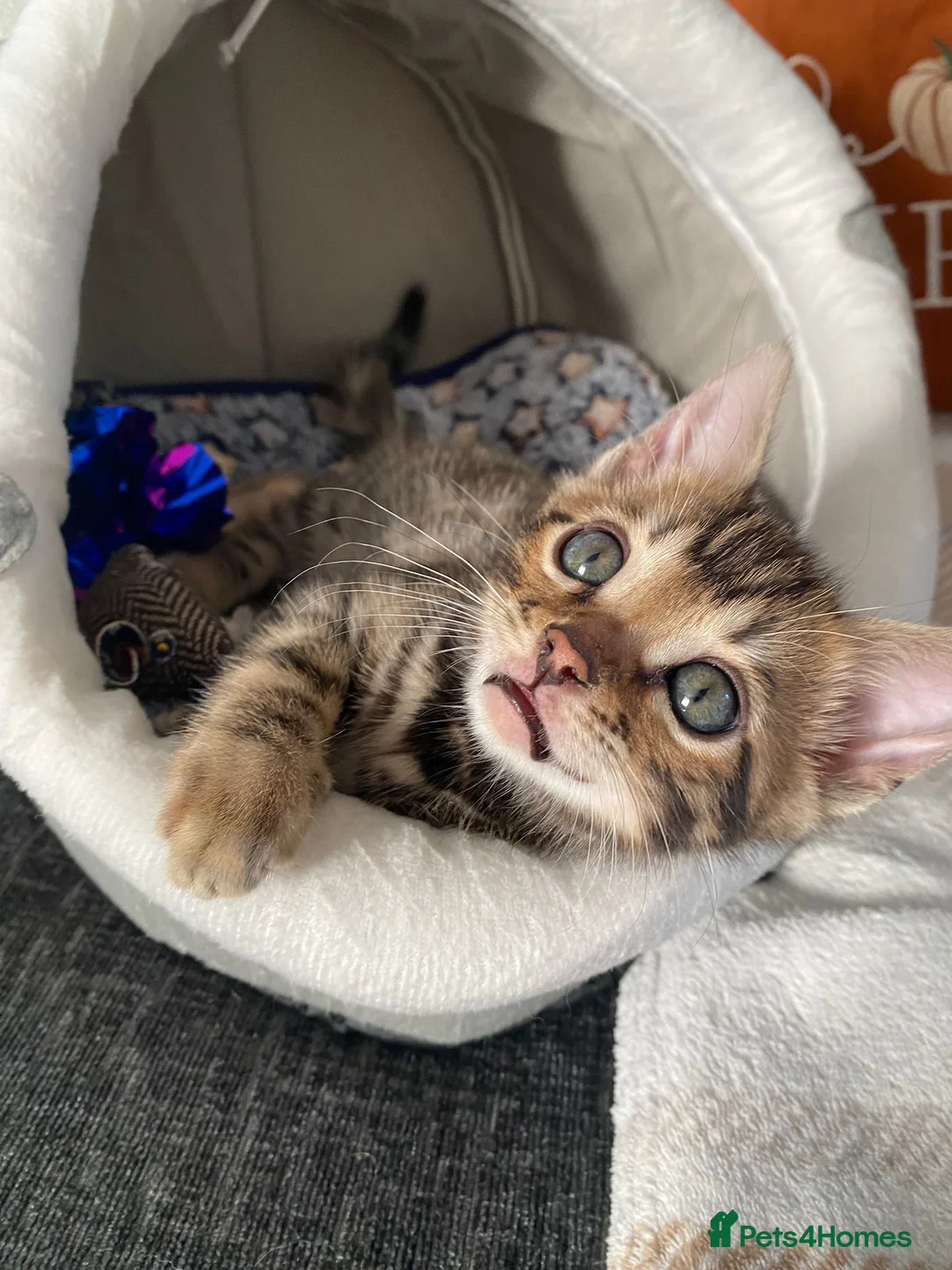 Bengal cats for sale: Bengal4U - Advert 5