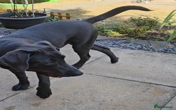 Labrador Retriever dogs for sale: Charcoal Labrador Retriever  - Image 2