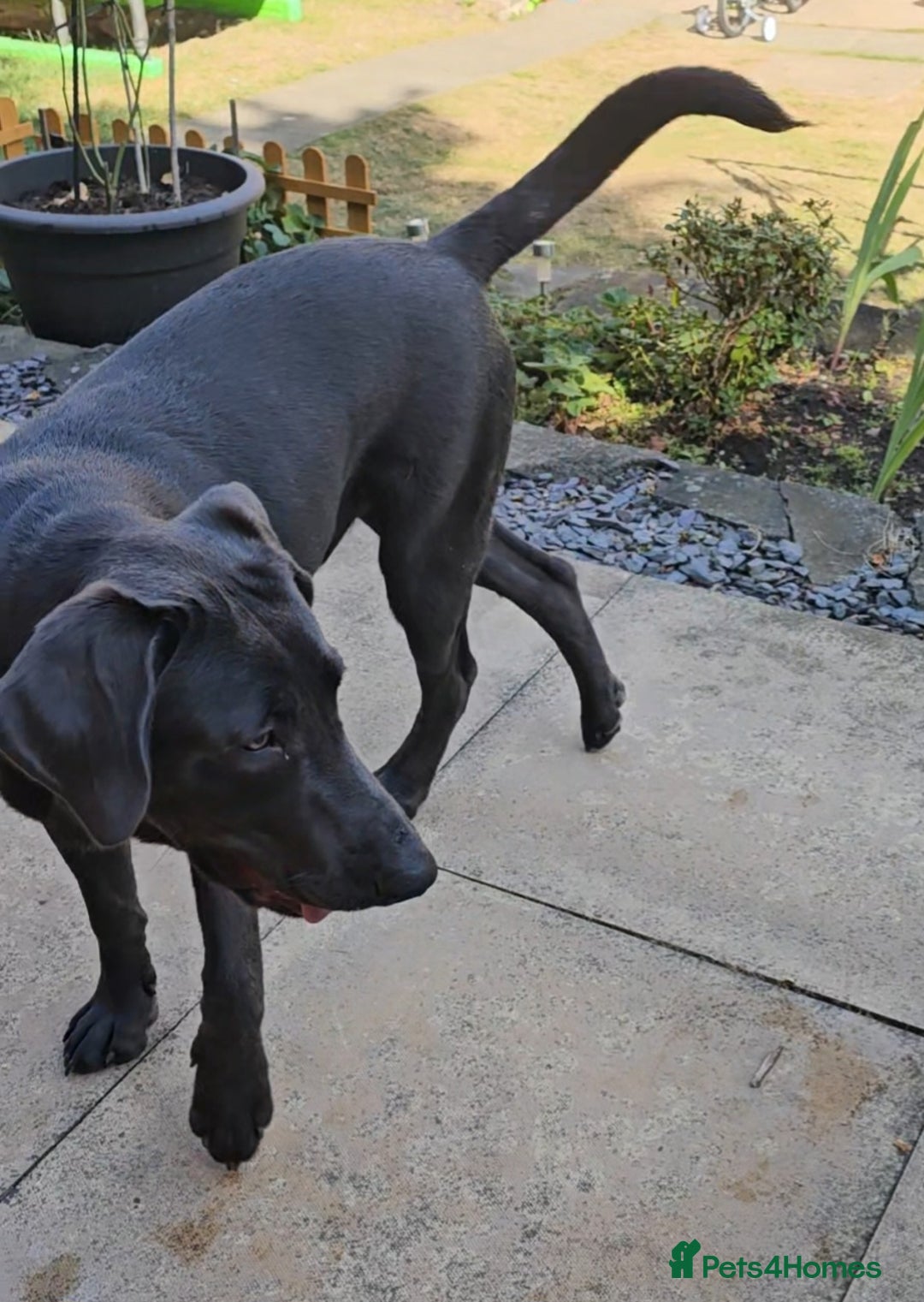 Labrador Retriever dogs for sale: Charcoal Labrador Retriever  - Image 2