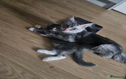 Maine Coon cats for sale: Maine coon kittens  - Image 24