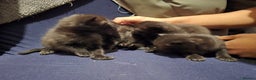 Bengal cats for sale: Beautiful BengalxBlack BengalxHimalayan Kittens - Advert 9