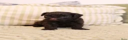 Schnoodle dogs for sale: Gorgeous Schnoodle Puppies 🐾 - Advert 7