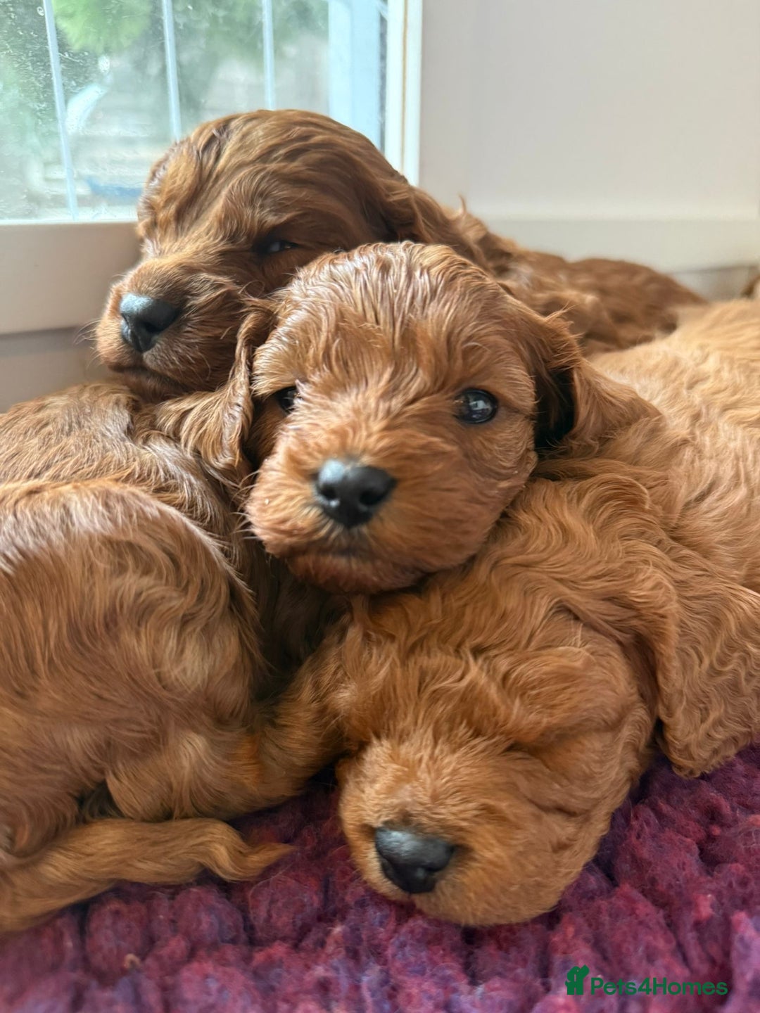 Cavapoo dogs for sale: Cavapoo puppies for sale - Advert 20
