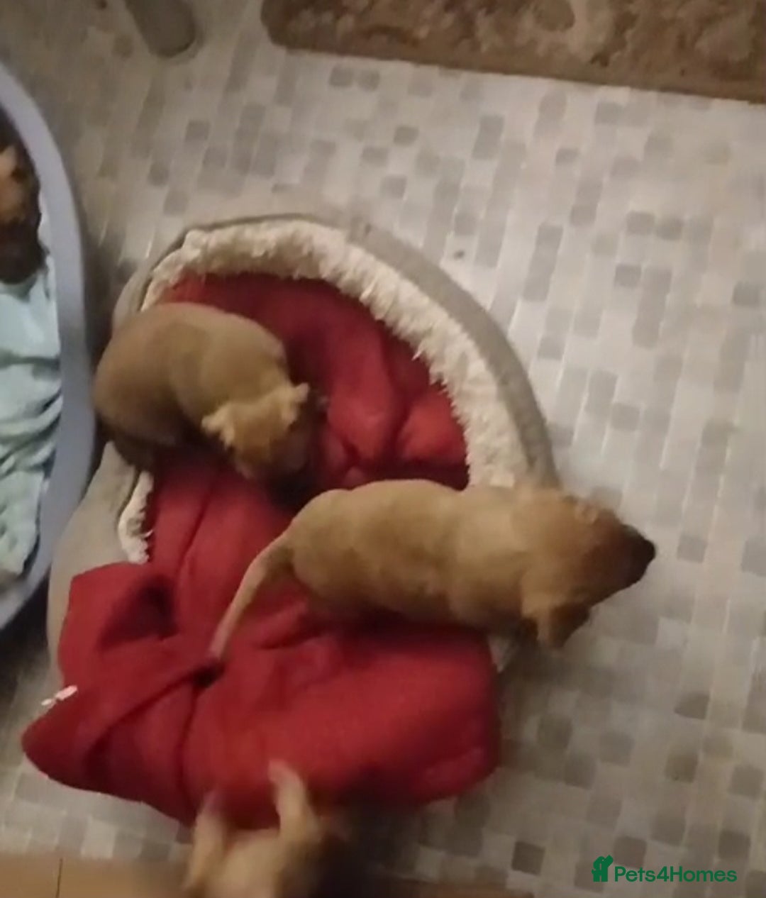 Mixed Breed dogs for sale: Terrier cross with jackrussle - Advert 9