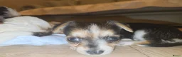 Chorkie dogs for sale:  **  Chorkie puppies in Towcester - Advert 9