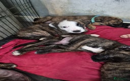 Mixed Breed dogs for sale: 8 beautiful presa canario x huntaway puppies  - Image 8