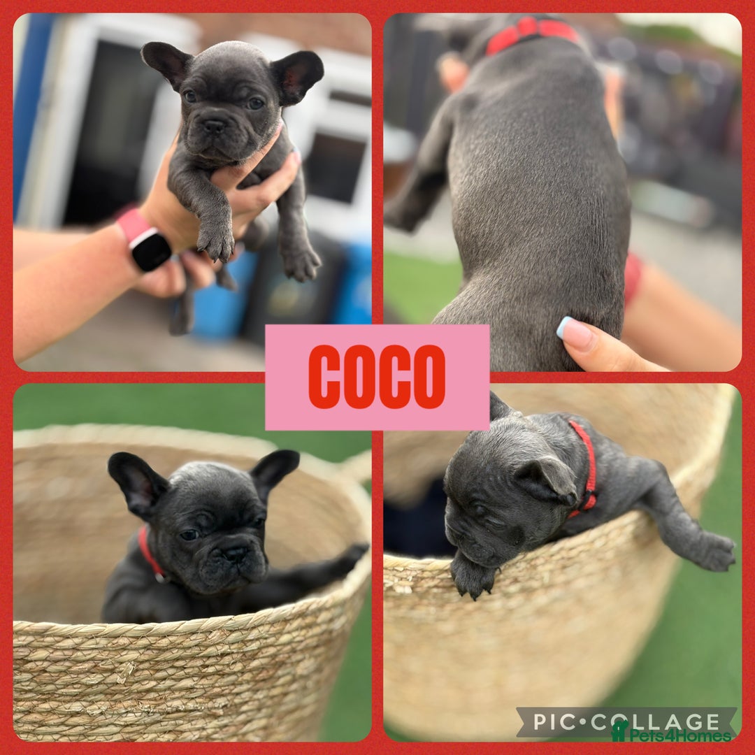 French Bulldog dogs for sale: Beautiful baby frenchies - Image 7