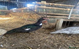 Waterfowl poultry for sale: 2024 Hatch Muscovy Drakes - Image 3