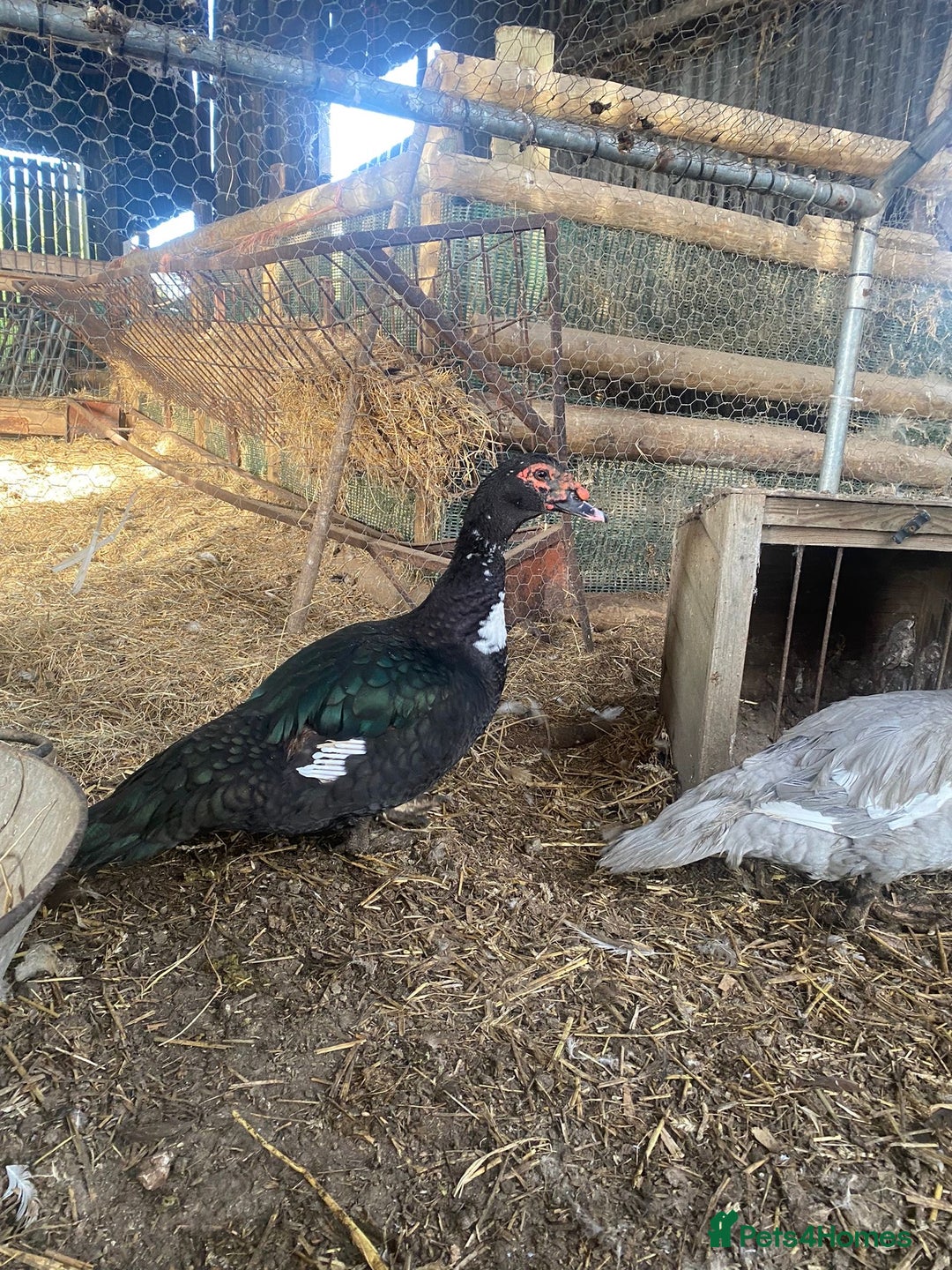 Waterfowl poultry for sale: 2024 Hatch Muscovy Drakes - Image 3