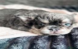 French Bulldog dogs for sale: FLUFFY FRENCH BULLDOGS  - Image 14