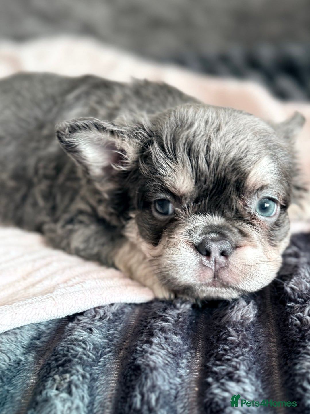 French Bulldog dogs for sale: FLUFFY FRENCH BULLDOGS  - Image 14