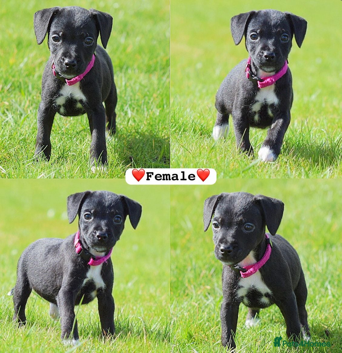 Patterjack dogs 5 star rated, licensed & Registered professionals - Advert 1