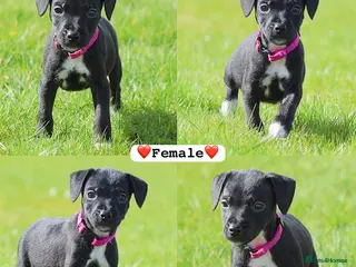 Patterjack dogs 5 star rated, licensed & Registered professionals - Advert 1