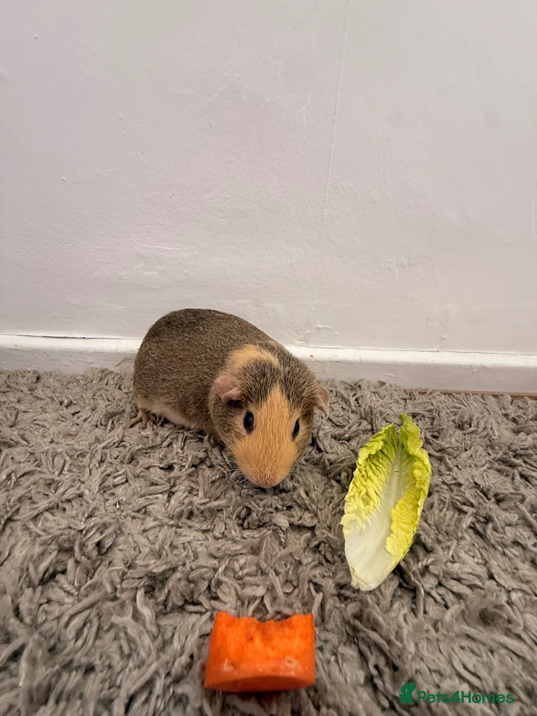 Guinea Pig rodents for sale: 3 male guinea pigs  - Advert 4