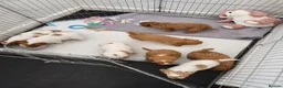 Mixed Breed dogs for sale: 4 gorgeous puppies for sale. - Advert 3