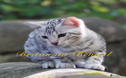 Bengal cats for sale: Exquisite Silver Bengal and Silver smoke Bengal  - Image 3