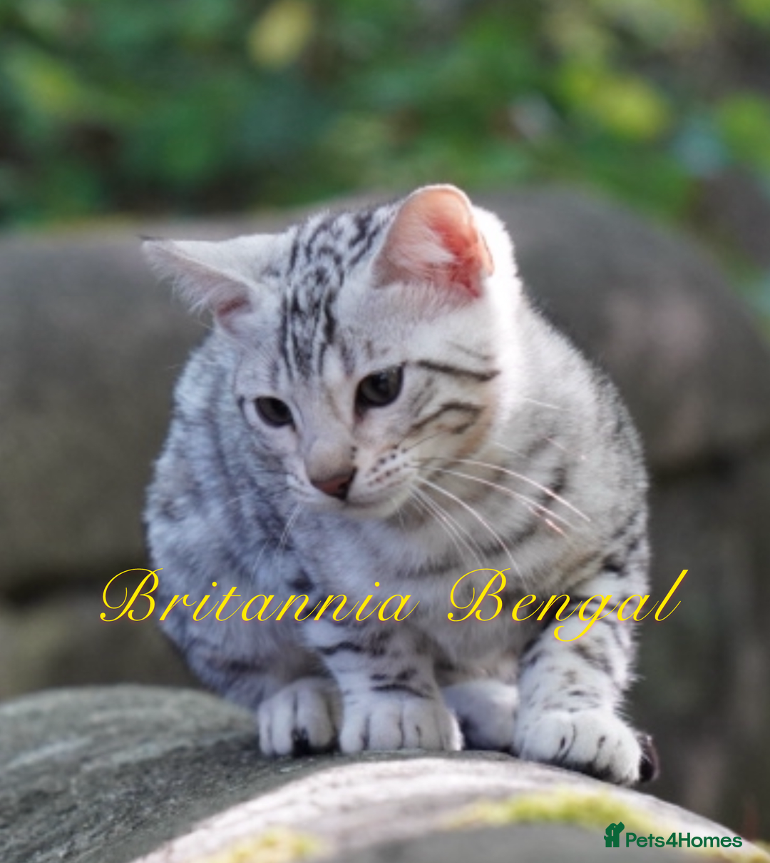 Bengal cats for sale: Exquisite Silver Bengal and Silver smoke Bengal  - Image 3