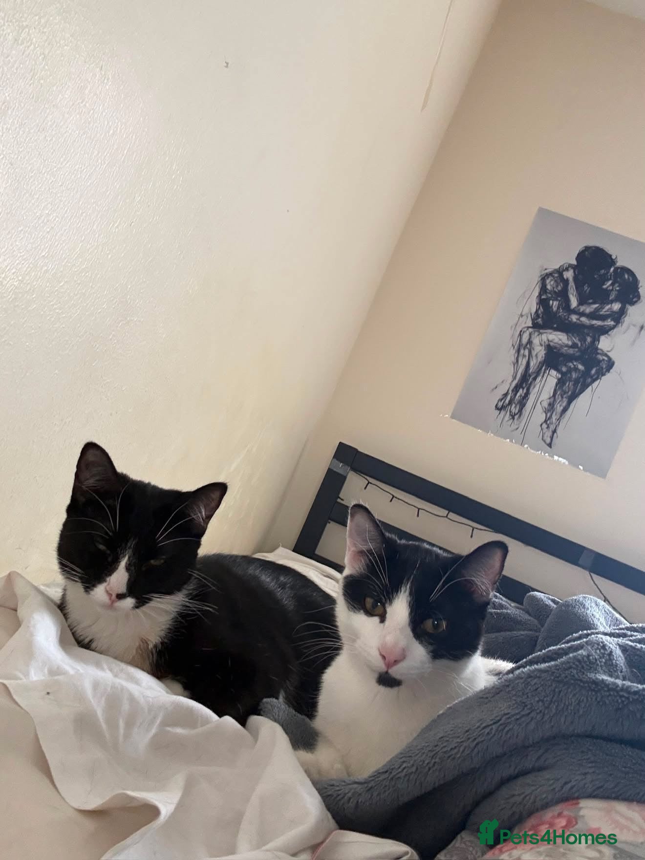 Mixed Breed cats Homepet  - Advert 1