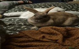 Mini Lop rabbits for sale: Piglet, Stanley and freddy - Advert 6