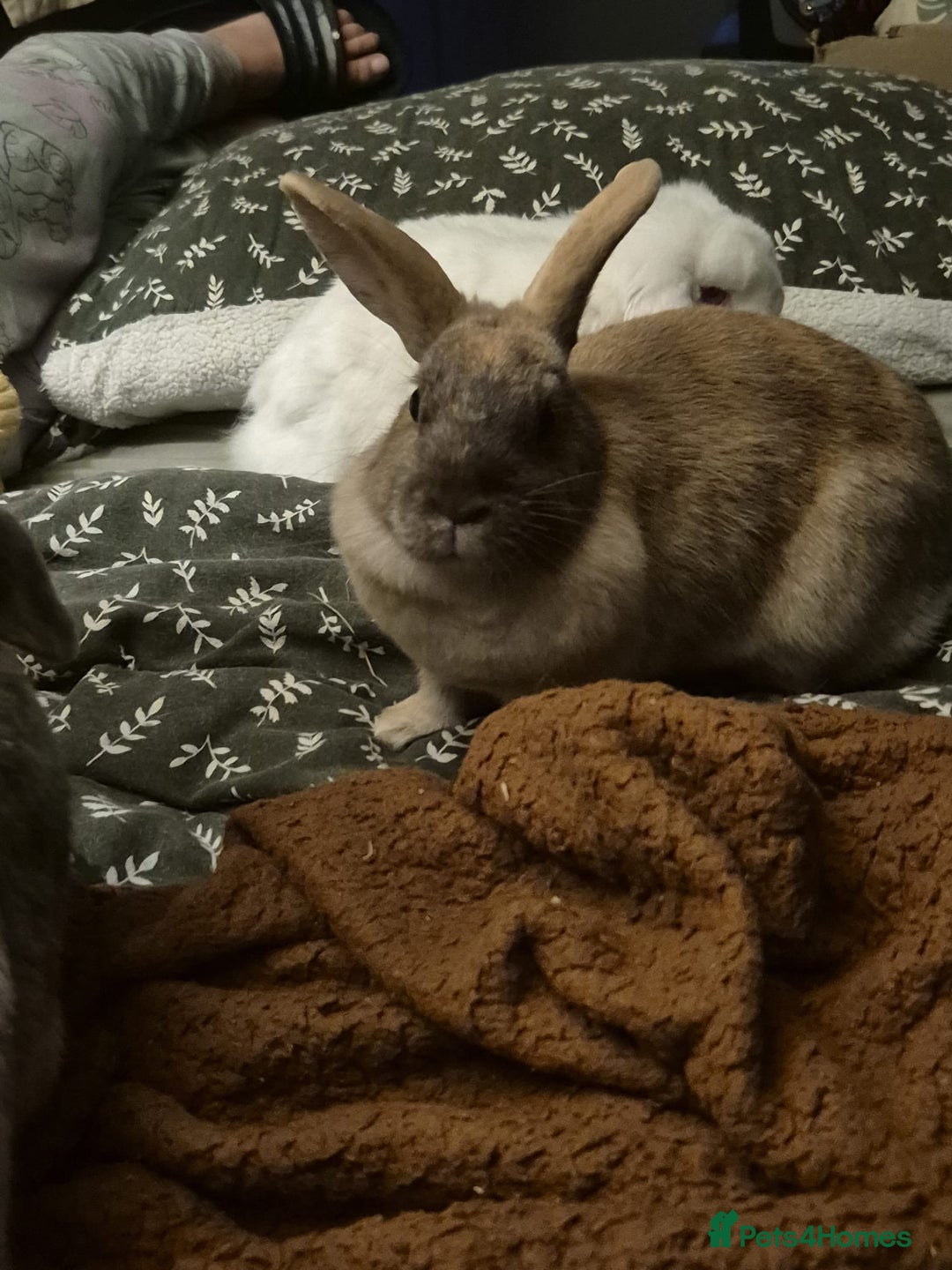 Mini Lop rabbits for sale: Piglet, Stanley and freddy - Advert 6