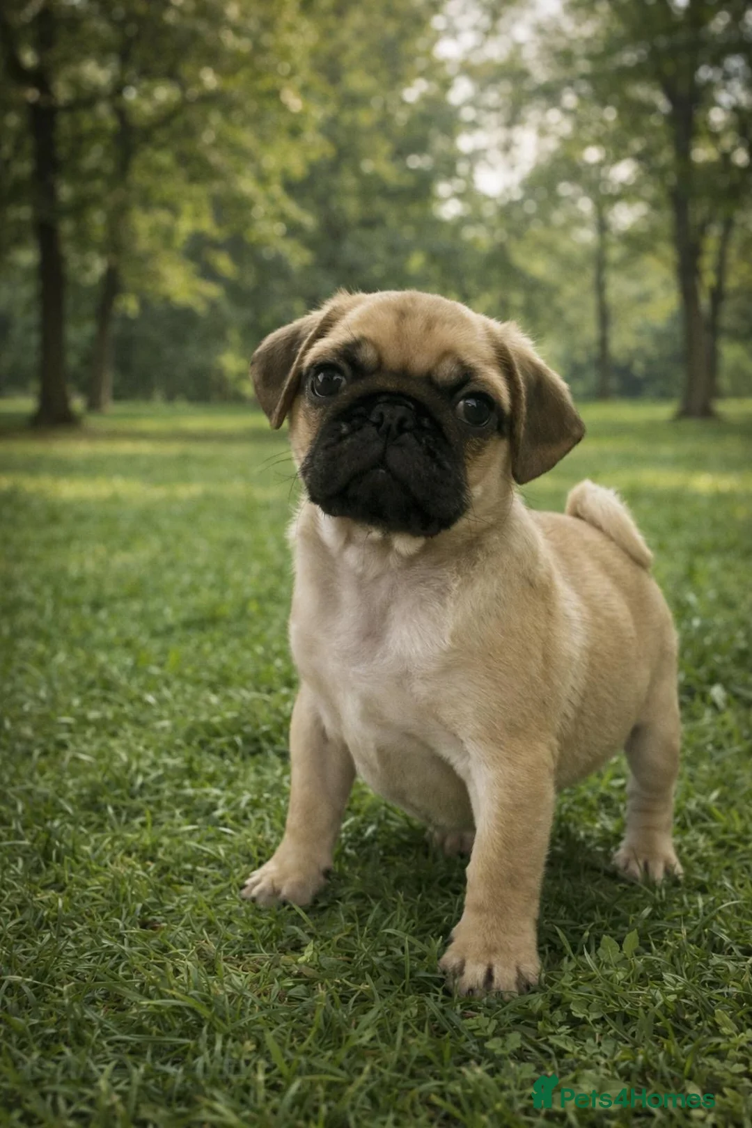Pug dogs for sale: KC REGISTERED PUG PUPPY ( PADDINGTON ) - Advert 5