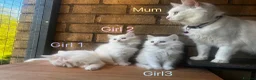 Turkish Angora cats for sale: Kittens available for loving homes - Advert 2