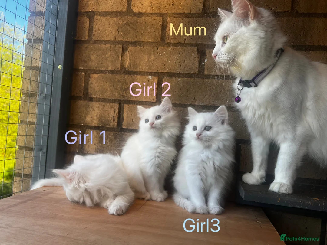 Turkish Angora cats for sale: Kittens available for loving homes - Advert 2