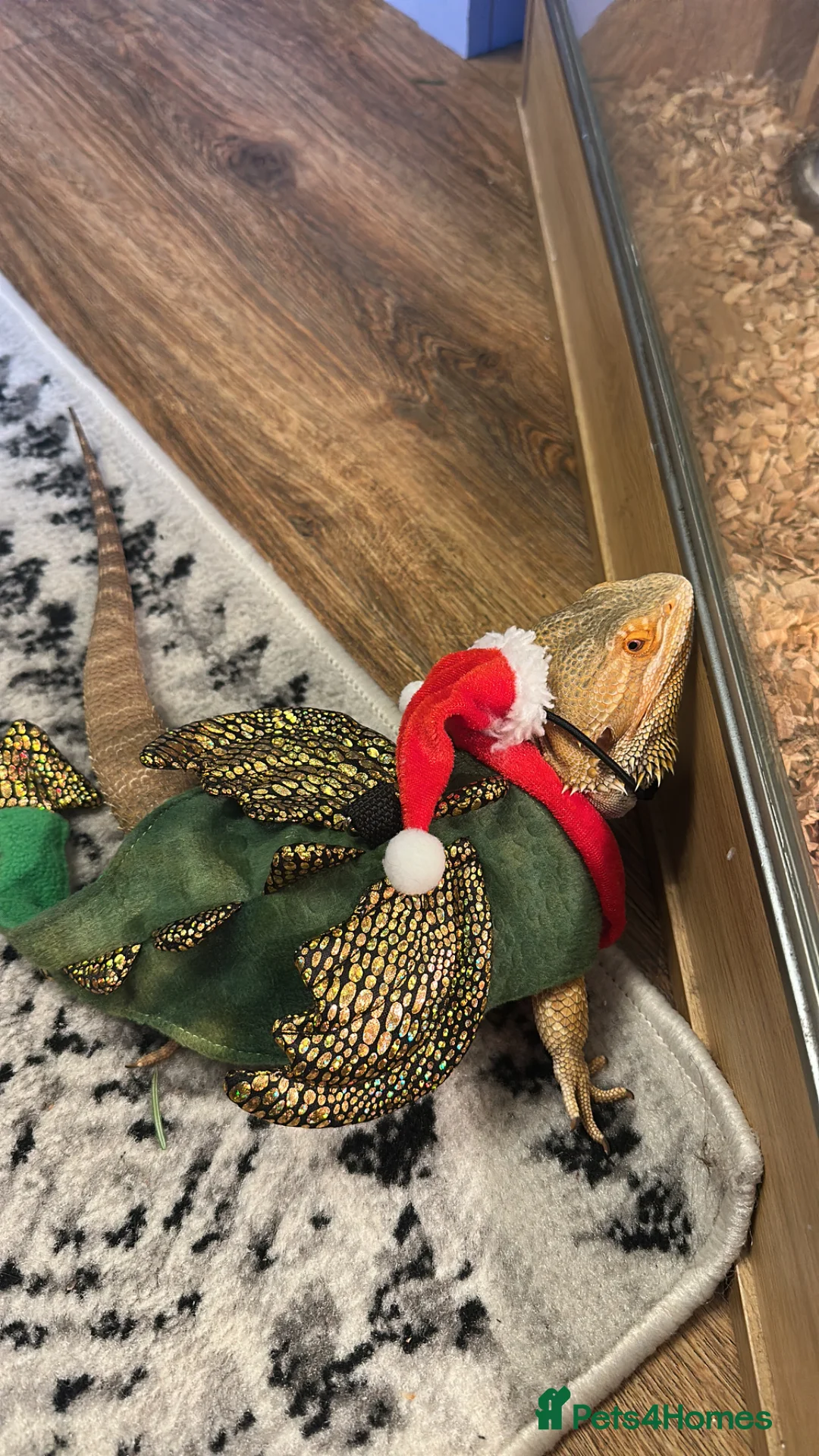 Bearded Dragon reptiles for sale: Rehoming Leo in Worcester - Advert 2