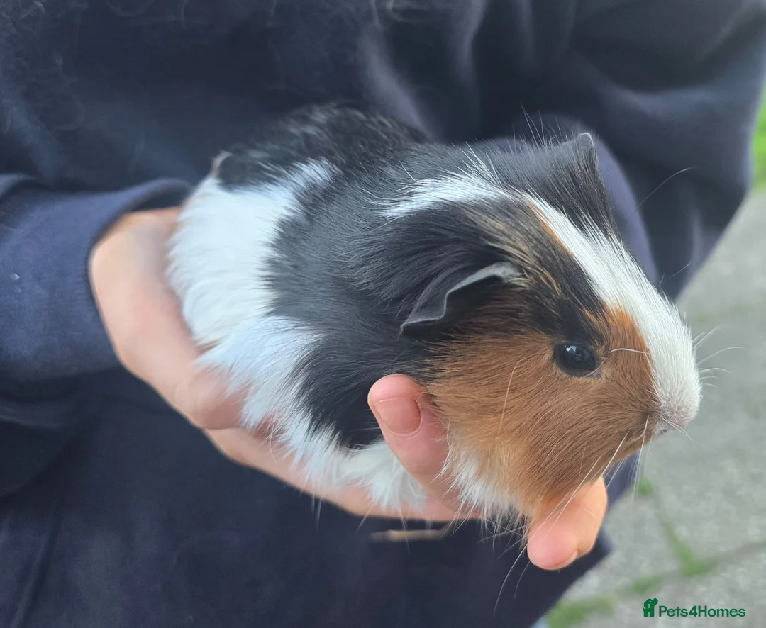 Guinea Pig rodents for sale: Guinea pig sows - Advert 2
